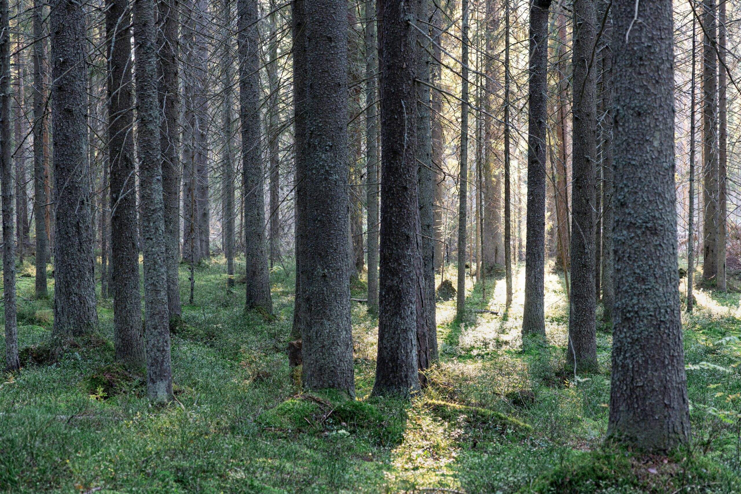 ME/CFS and Protracted Benzodiazepine Withdrawal: Different Conditions or Overlapping Phenotypes?